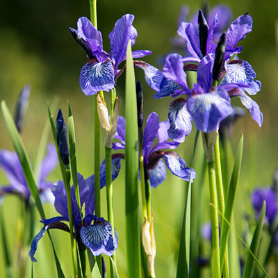 Iris - Blumen richtig kalken mit Nordweiss-Perle