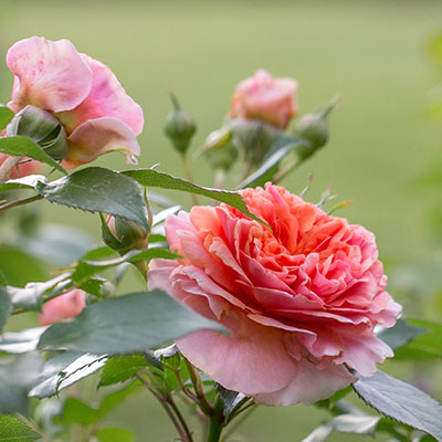 Rose - Blumen richtig kalken mit Nordweiss-Perle