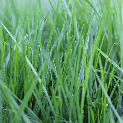 Hohes Gras richtig mähen mit der Nordweiss-Perle