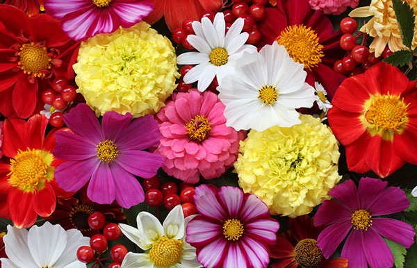 Blumen richtig kalken & Blütenpracht im Garten - Tips mit der Nordweiss-Perle Gartenkalk und Rasenkalk